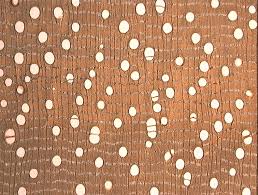 Image result for Platysepalum