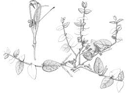 Image result for Englerina