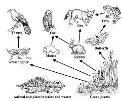 Food Chain Worksheet Biology Intrepidpath Food Chain Worksheet Food Chain Food Web
