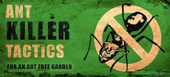 You may hear them scurrying about inside walls. Ant Killer Tactics How To Get Rid Of Ants In The Garden Fantastic Gardeners Blog