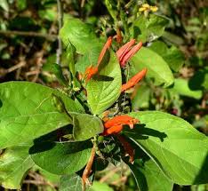 Image result for Justicia phyllostachys