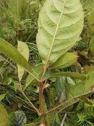 Image result for Vitex doniana