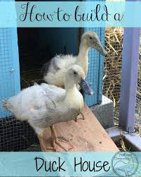 Factory price mallard duck wooden nesting box plans. How To Make A Duck House The Cape Coop
