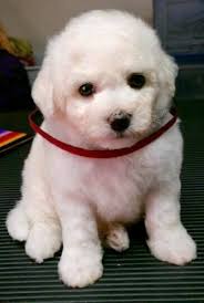 Man excited for new puppy