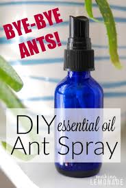 Get Rid Of Ants Naturally Diy Ant Spray Essential Oils Ants Essential Oil Spray Ant Spray