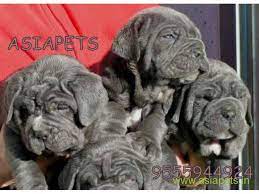 Advice from breed experts to make a safe choice. Neapolitan Mastiff Puppies For Sale Good Price In Delhi