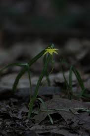 Image result for Hypoxis kilimanjarica