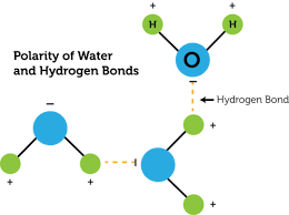 In a water molecule, the oxygen atom and hydrogen atoms share electrons in covalent bonds, but the sharing is not equal. Hydrogen Bond Read Chemistry Ck 12 Foundation