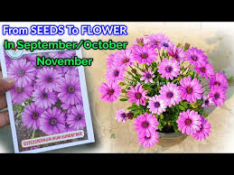 Image result for Osteospermum