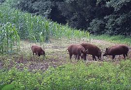 Nov 26, 2015 · 6:00. Quand Et Comment Peut On Chasser Le Sanglier Coordination Rurale Cr