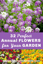 While they rarely bloom, you can enjoy the unique dimension the brilliantly colored foliage adds to the shadier spots in your yard. The Best Annual Flowers Gingham Gardens Annual Flowers Shade Annuals Flowers Perennials