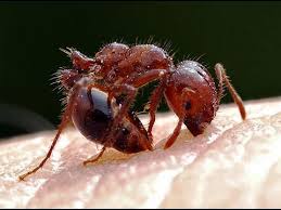We did not find results for: Diy Fire Ant Bite Sting Home Remedy Treatment Youtube