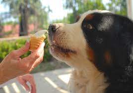 We did not find results for: Can Dogs Eat Ice Cream American Kennel Club