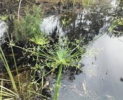 Image result for Cyperus prolifer