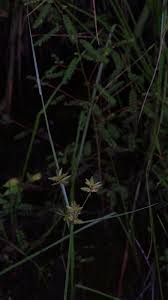 Image result for Pycreus unioloides