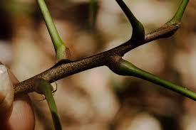 Image result for Zanha golungensis