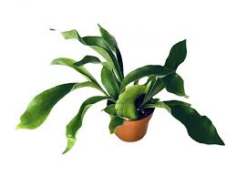 Image result for parožnatka Platycerium