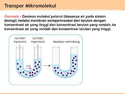 Di jasad golgi, protein akn diubah suai cnth menjdi enzim tidak aktif sperti proenzim. Bab 1 Sel Ppt Download