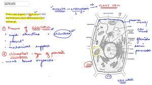 Check spelling or type a new query. Draw A Neat Diagram Of Plant Cell And Label Any Three Parts Which Differentiate It Form Animal Cell Youtube