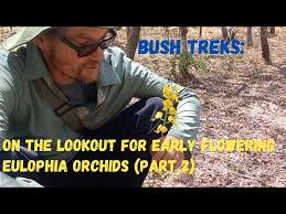 Image result for Eulophia seleensis