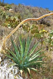 Image result for Walleria mackenziei