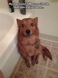 I Kinda Need Some Privacy Funny Dogs Animals Cute Funny Animals