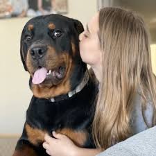 Rottweiler, california » san diego. Jo S Rottweilers 31 Photos Pet Breeders San Diego Ca Phone Number