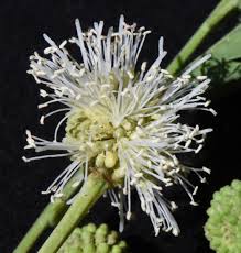 Image result for Leucas milanjiana