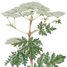 Image result for Apiaceae
