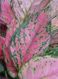 Aglaonema Wishes Farm Life Tropical Foliage