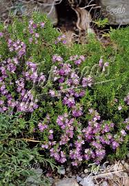 Image result for Satureja