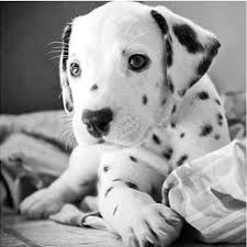 Black And White Spotted Dog With Blue Eyes Black And White Cute Puppies Dalmatian Puppy Cute Animals