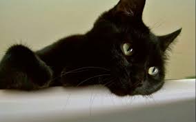 Sweet Black Cat 1280x800 Download Hd Wallpaper Wallpapertip
