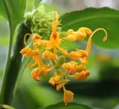 Image result for Globba