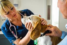 The swelling will always occur in the dog's ear flap. Help My Dog S Ear Has Swollen Up Arun Veterinary Group