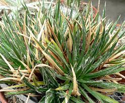 Bella (breitung) gentry (1982) parviflorae. File Agave Toumeyana Var Bella 1 Jpg Wikimedia Commons