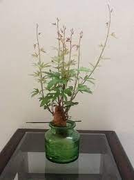 Growing Sweet Potato Vines Sweet Potato Vine In Water Easy To Grow And Maintain Plants Grown In Water Sweet Potato Plant Vine Windowsill Garden