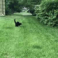 Baby running away gifs tenor. Cat Running Away Gifs Get The Best Gif On Giphy