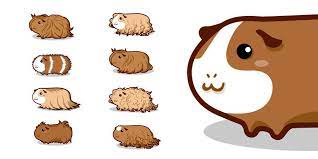 Pin On Guinea Pigs
