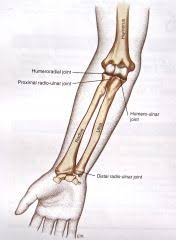 Although common, diagnosis and treatment of druj injuries remains a challenge. Elbow Forearm And Wrist Hand Complex Anatomy Joints Bones And Ligaments Flashcards Cram Com