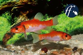 Diskutiere wann sind junge fische geschlechtsreif?? Die Schleie Marchen Und Wahrheiten Aqualog De