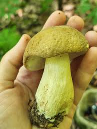 Image result for Boletus variipes