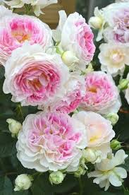 It is reflected well through the range of flowers, which is found from kashmir to kanyakumari. Free Online Gardening Design Software Short Friendship Garden Quotes Interesting Facts About Mars In Hindi Brown Gr Beautiful Flowers Beautiful Roses Rose