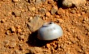 Este denumita si planeta rosiei datorita solurilor sale rosiatice, bogate in oxid de fier; Imagini Incredibile De Pe Marte Au Locuit Oameni Pe Planeta Rosie Video Mobile