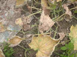 What Causes Cucumber Leaves To Turn Yellow Brown Wilt Die And The Plants To Stop Producing Gardening Landscaping Stack Exchange
