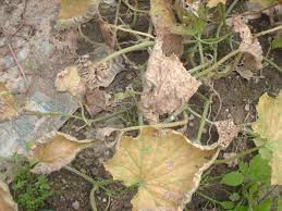 If your cucumber leaves turning yellow, we have a perfect guide for your problem.we will help you to find the main issue and guide you what steps you can take. What Causes Cucumber Leaves To Turn Yellow Brown Wilt Die And The Plants To Stop Producing Gardening Landscaping Stack Exchange