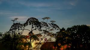 В Калининградской области рассказали о мероприятиях по борьбе с борщевиком  — РТ на русском