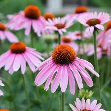 Pin On Flowers