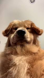 Pin By Ari On Oc Flynn Aryn Mitchell Cute Dogs Cute Puppies Cute Animals