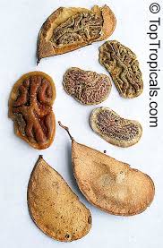 Image result for Colophospermum